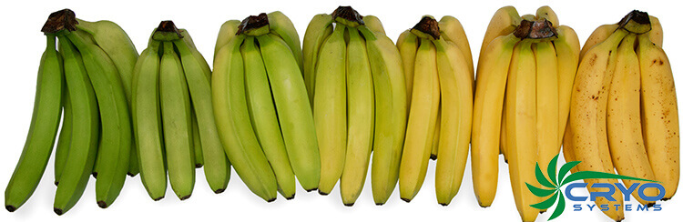 Banana ripening