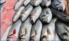 FISH & SEAFOOD wholesaler or retailer