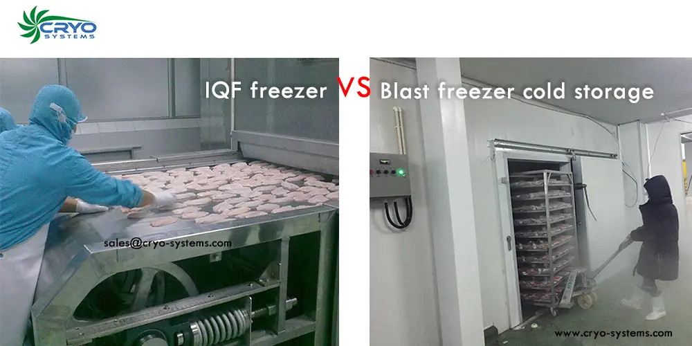 IQF freezing and cold storage freezing