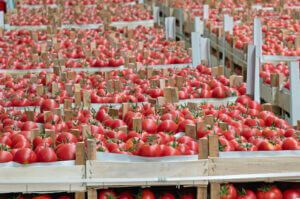 tomato storage