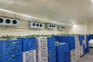 Cold Room for Vegetable
