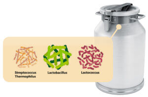 Bacteria contaminate milk